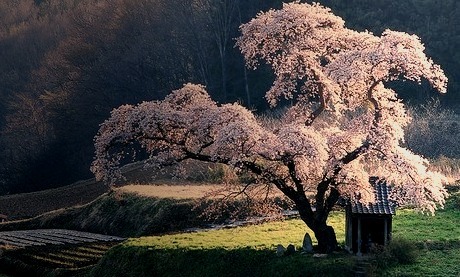 Cherry Tree Shrine, Japan