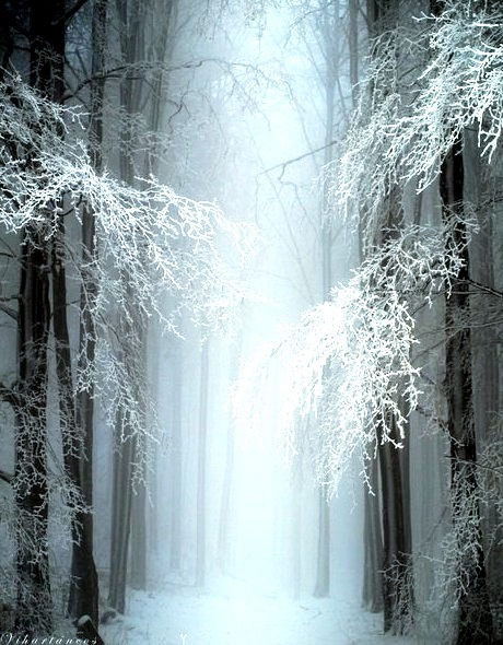 Mystical Snow Forest, Hungary