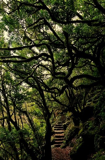 Laurissilva Forest path in Madeira Island, Portugal