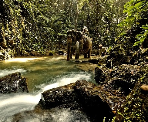Elephant trekking Khao Sok National Park, Thailand