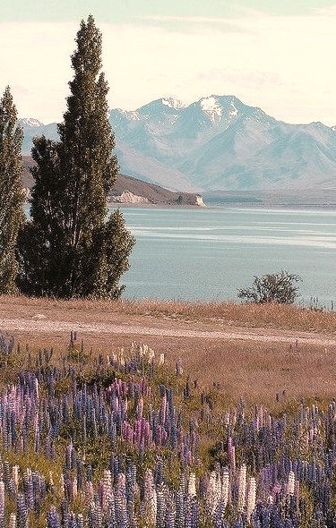Lupins at Lake Tekapo, South Island, New Zealand