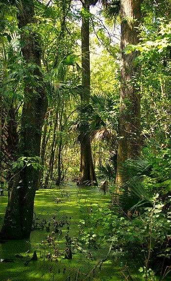 Swampy area at Lake Woodruff National Wildlife Refuge, Florida, USA